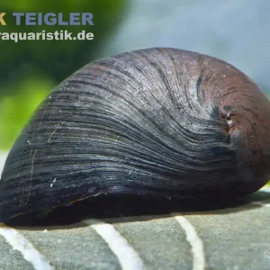 Sichere Zahlung Anthrazit-Napfschnecke / Stahlhelmschnecke, Neritina sp